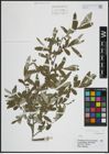 Foto von Salix atrocinerea Brot.